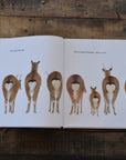 Animals That Brag About Their Bottoms (hardback)